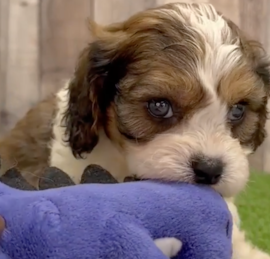 Cavachon Puppies For Sale